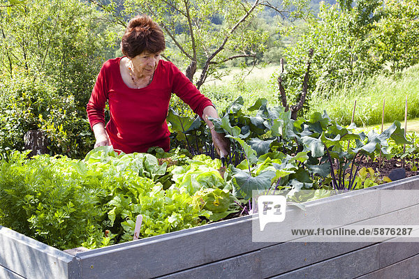Seniorin  Rentnerin  70-80 Jahre  arbeitet an einem Hochbeet im Garten  in Bengel  Rheinland-Pfalz  Deutschland  Europa