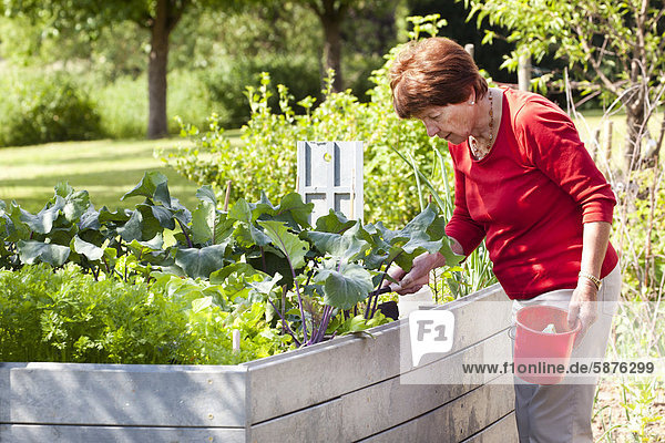 Seniorin  Rentnerin  70-80 Jahre  arbeitet an einem Hochbeet im Garten  in Bengel  Rheinland-Pfalz  Deutschland  Europa