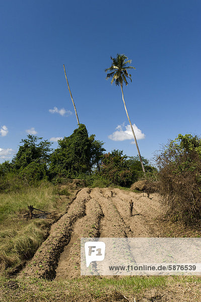 Feld eines Kleinbauern mit Kassava (Manihot esculenta) und Bohnen (Phaseolus vulgaris) Quelimane Mosambik Afrika