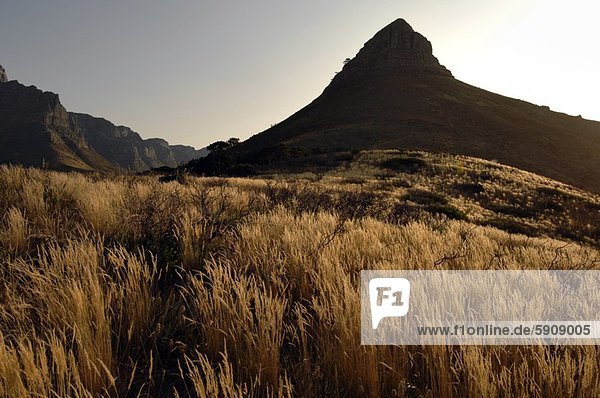 Südliches Afrika  Südafrika  Berg  frontal  groß  großes  großer  große  großen  Gras  Western Cape  Westkap
