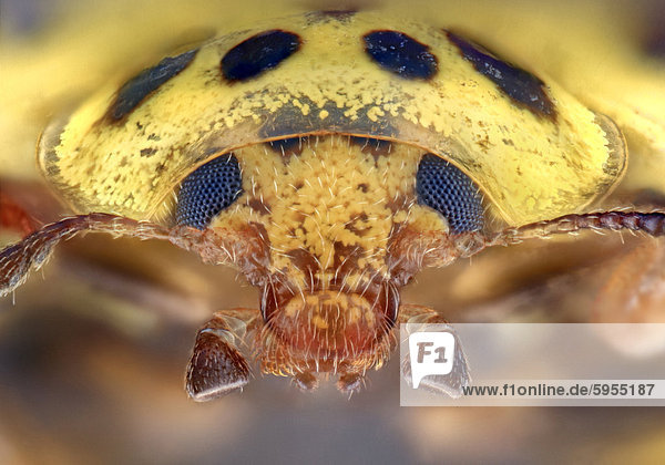 Kopf eines Zweiundzwanzigpunkt-Marienkäfers (Psyllobora vigintiduopunctata)  Makroaufnahme