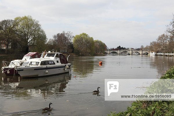 Boats and Canada geese on the River Thames  crossed by Richmond Bridge  Richmond  London  England  United Kingdom  Europe