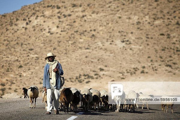 Hirt  fahren eine Herde nahe Toujane Dorf  Tunesien  Nordafrika  Afrika