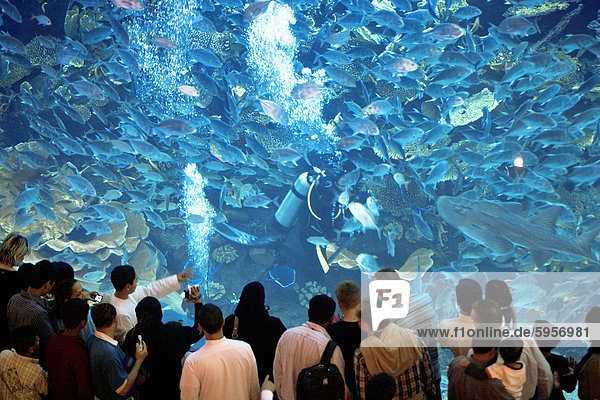 The Dubai Mall Aquarium  Dubai  United Arab Emirates  Middle East