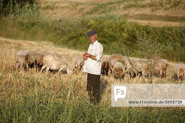Shepherd  Girokastra  Albania  Europe