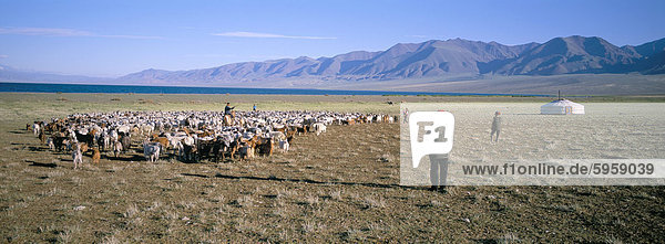 Flock of goats  Uureg Nuur lake  Uvs province  Mongolia  Central Asia  Asia