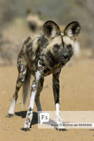 Hund ungestüm Gefangenschaft Namibia Afrika