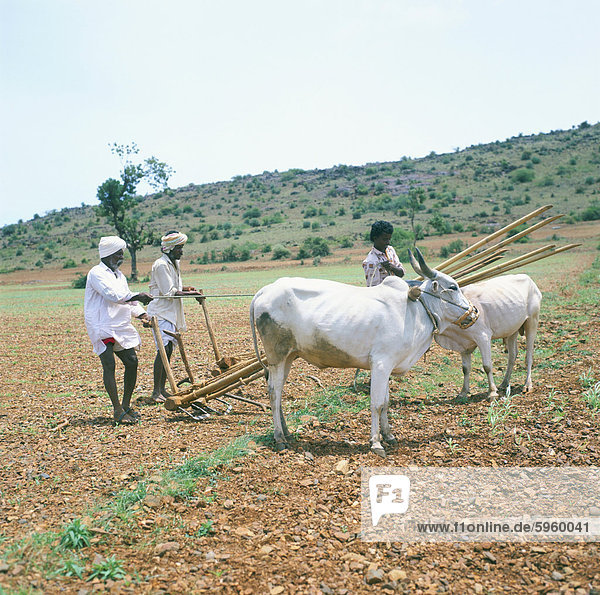Landwirte und Buffalo  Karnataka  Indien  Asien