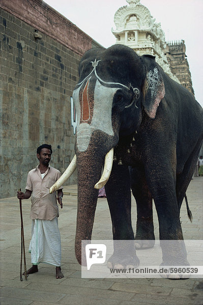 Tempel Elefanten in der Nähe von Tiruchirapali  Srirangum Nyak  Indien  Asien