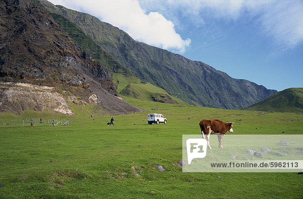 Weiden in der Nähe der Siedlung des Edinburgh  Tristan Da Cunha  Atlantik