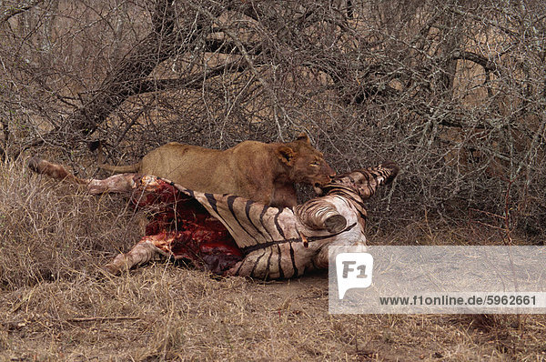 Lion (Panthera leo) with prey  Kruger Park  South Africa  Africa
