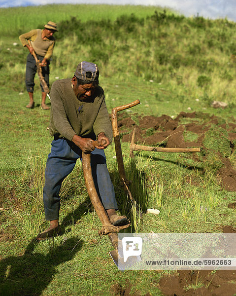 Man using version of Inca foot plough  near Cuzco  Peru  South America