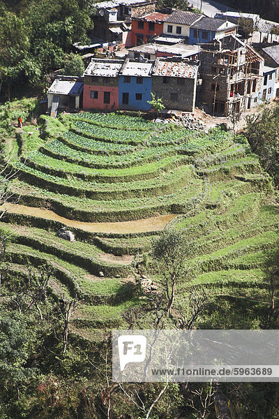 Terrassenförmig angelegten Feld vor dem Trisuli Center - Whitewater base Himalayan Encounters  Bandare Dorf  Trisuli-Tal  Nepal  Asien