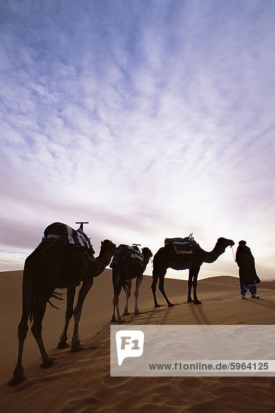 Daisies Kamel Führer mit drei Kamele im Erg Chebbi Sand Meer  die Wüste Sahara  in der Nähe von Merzouga  Marokko  Nordafrika  Afrika