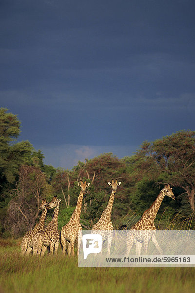 Small group of southern giraffe (Giraffa camelopardalis)  Okavango Delta  Botswana  Africa