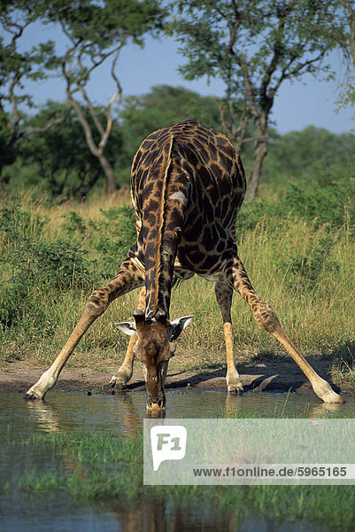 Close-up of a single southern giraffe (Giraffa camelopardalis)  bending down  drinking  Kruger National Park  South Africa  Africa