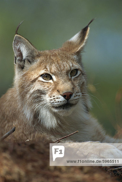 European lynx  Ranua Wildlife Park  Finland  Scandinavia  Europe