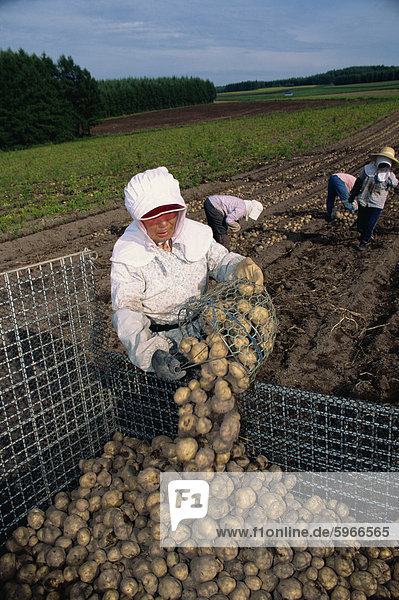 Frauen Landarbeiter ernten Kartoffeln auf Hokkaido  Japan  Asien