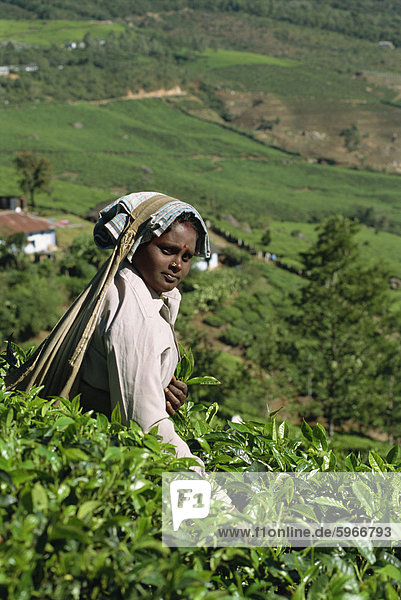 Tee Plucker auf Landgut bei Munnar  Kerala Zustand  Indien  Asien