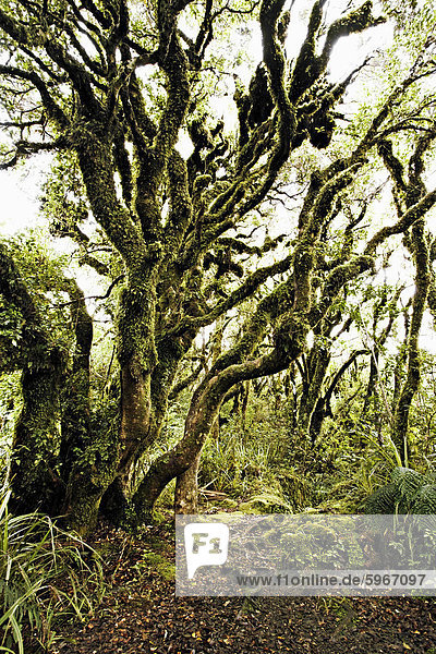 Einheimischen Busch bei Dawson Falls  wo der Wald als Goblin Wald durch nachgestellte Moss und knorrigen Bäumen  Egmont-Nationalpark  Taranaki  Nordinsel  Neuseeland  Pazifische bekannt ist