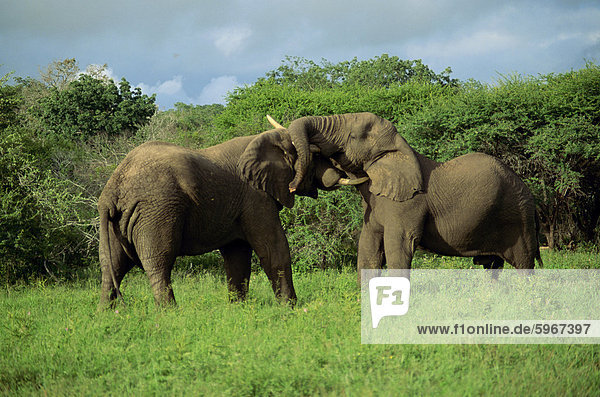 Two African elephants greeting  Kruger National Park  South Africa  Africa