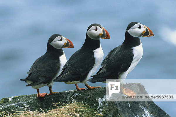 Drei Papageientaucher auf Rock  Craigleath Insel  East Lothian  Schottland  Vereinigtes Königreich  Europa
