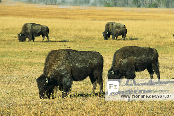 Bison  Yellowstone National Park  UNESCO World Heritage Site  Wyoming  Vereinigte Staaten von Amerika  Nordamerika