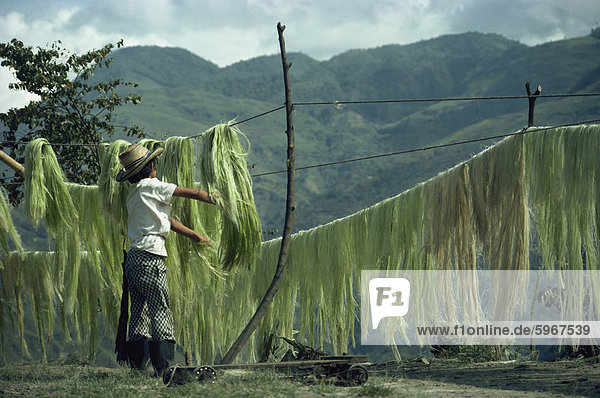 Ein Junge Sisal hängen zum Trocknen an der Straße nach Quindio in Kolumbien  Südamerika