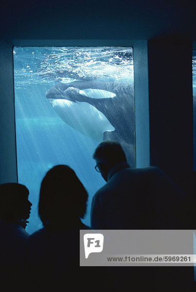 Familie beobachten Killerwale  Vancouver Aquarium  British Columbia  Kanada  Nordamerika
