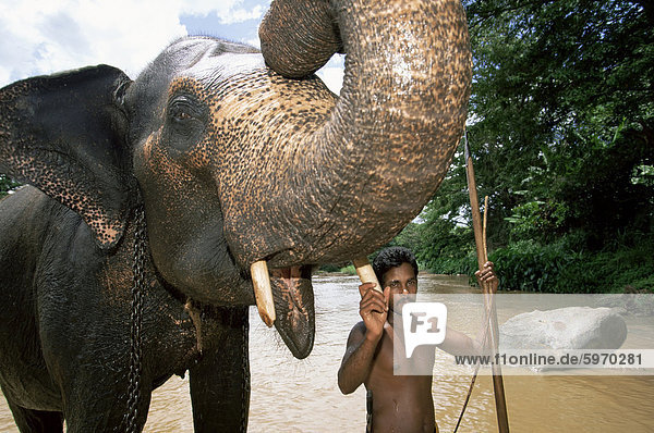 Elephant and his mahout washing in the river near Kandy  Sri Lanka  Asia