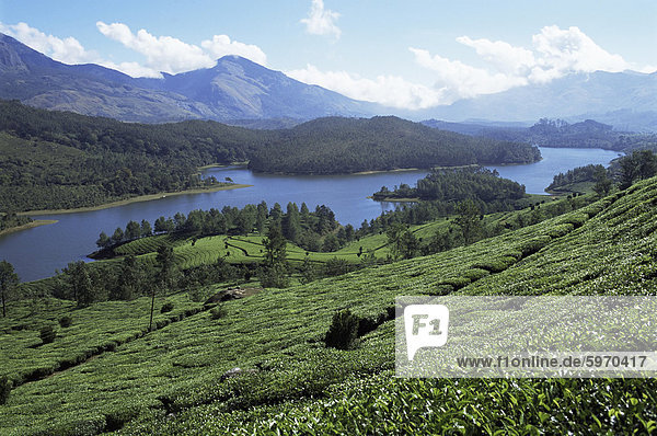 Tee-Land hoch in den Westghats nahe Munnar  Kerala Zustand  Indien  Asien