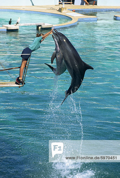 Delphine zeigen  Ozeanarium  Port Elizabeth  Südafrika  Afrika