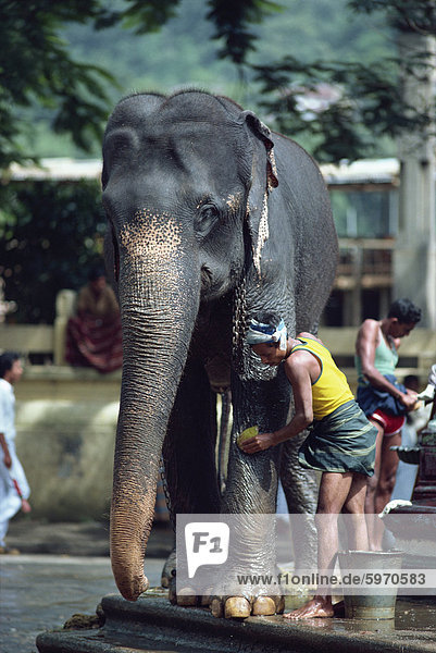 Man washing working elephant  Kandy  Sri Lanka  Asia