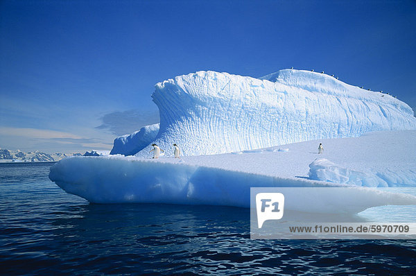 Adeliepinguine auf Eisberg  Antarktis  Polarregionen