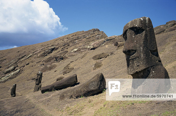 A partly finished moai statue in the quarry inside the crater at Rano Raraku on Easter Island (Rapa Nui)  UNESCO World Heritage Site  Chile  Pacific  South America