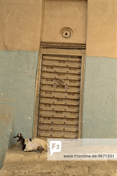 hoch oben nahe Ziege Capra aegagrus hircus Wand Tür Großstadt verziert frontal Naher Osten Shibam Jemen