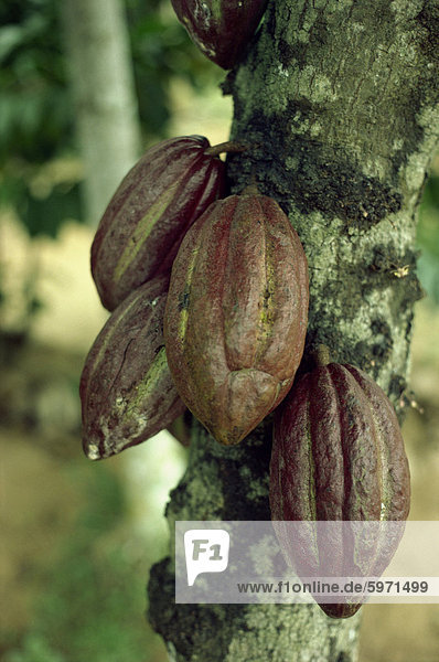 Nahaufnahme der Kakao Hülsen auf einem Baum in Sri Lanka  Asien