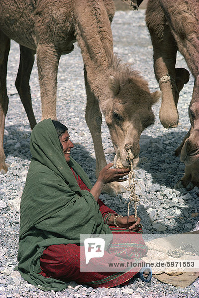 A smiling Baluchi nomad woman feeding a camel in the Bolan Pass area of Baluchistan  Pakistan  Asia