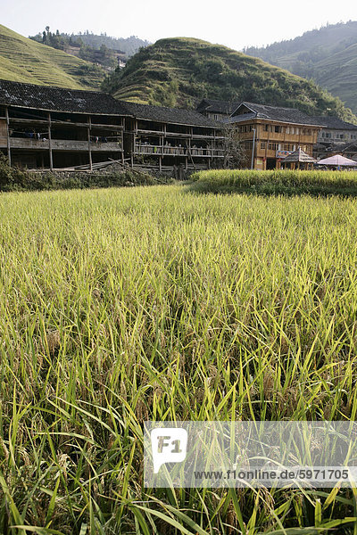 Longsheng terrassierte Reisfeldern  Guilin  Provinz Guangxi  China  Asien