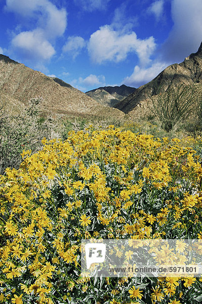 Brittlebushes mit den Bergen hinter  Sonora-Wüste  Anza-Borrego Desert State Park  California  Vereinigte Staaten von Amerika  Nordamerika