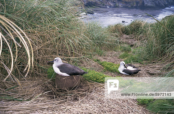 Gelb-gerochene Albatross  Gough Island  Tristan Da Cunha Group  Südatlantik
