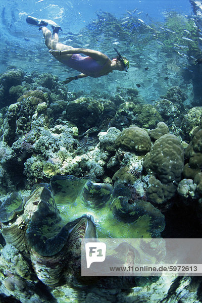 Snorkeller hangs above the reef in Marovo Lagoon  with giant clam in foreground  Solomon Islands  Pacific Islands  Pacific