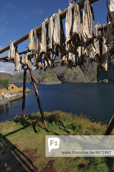 Kabeljau trocknen  Nusfjord  Flakstadoya  Lofoten Inseln  Norwegen  Skandinavien  Europa
