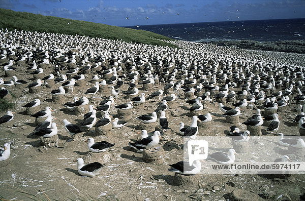 Verschachtelung schwarz-Granada Albatross  Steeple Jason Island (Falklandinseln)  Südamerika