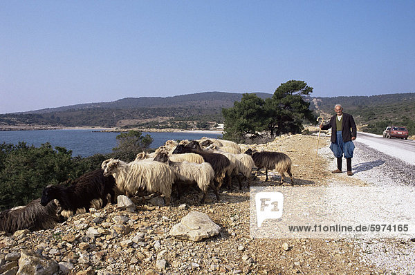 Hirten und Schafe  Insel von Skiros  Sporaden  Griechenland  Europa