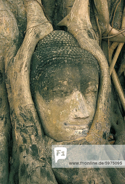 Head Of Buddha Statue Overgrown With Tree Roots Wat Phra Mahathat Ayuthaya Ayutthaya Unesco World Heritage Site Thailand Southeast Asia Aisa