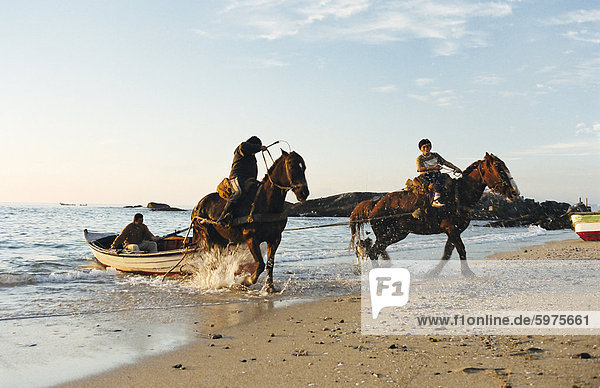Horses dragging a fishing boat up the beach  Horcon  Chile  South America