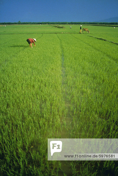 Reis Reisfelder  Lang Co  Vietnam