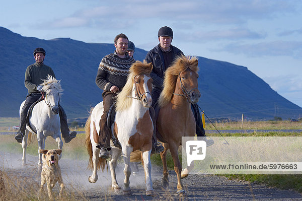 Horse riding near Selfoss  South Iceland  Iceland  Polar Regions