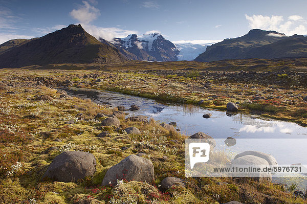 Arctic plants in autumn in Skaftafell National Park Mount Hafrafell and Svinafellsjokull glacier in the distance south-east Iceland (Austurland) Iceland Polar Regions